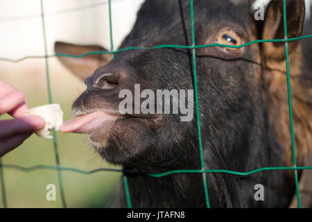 Un bouc est mangé du pain Banque D'Images