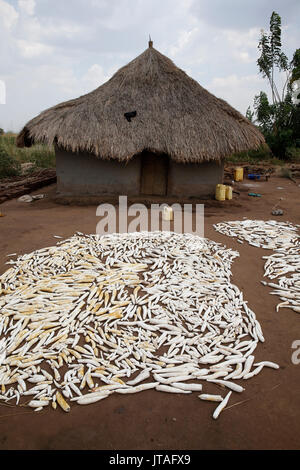 Chambre et le manioc, Masindi, Ouganda, Afrique du Sud Banque D'Images