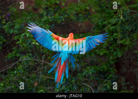 Ara vert et rouge ou vert-winged Macaw (Ara chloropterus) landing, Mato Grosso do Sul, Brésil, Amérique du Sud Banque D'Images