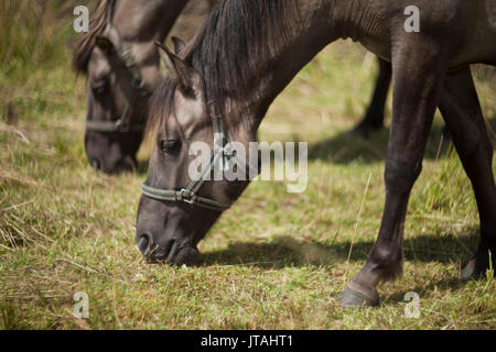 Les chevaux primitifs polonaise sur la prairie Banque D'Images