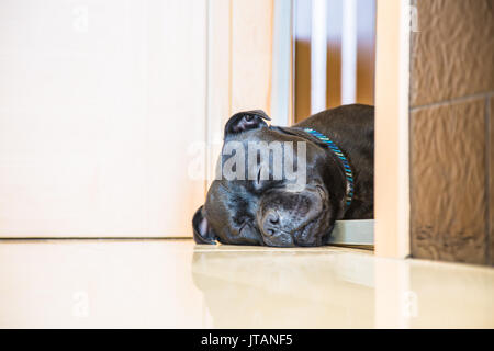 Dormir Staffordshire Bull Terrier chien couché dans la porte d'une chambre avec un sol carrelé. La porte a ouvert une porte de chien et il ment plus Banque D'Images