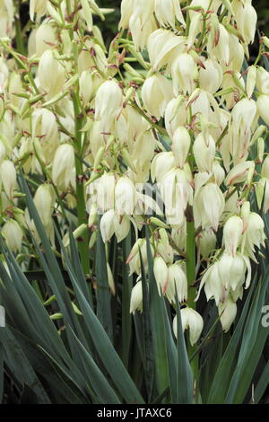 Yucca Gloriosa, ou espagnol poignard, affichage de panicules de fleurs en forme de cloche dans un jardin anglais border en été (juin), Banque D'Images
