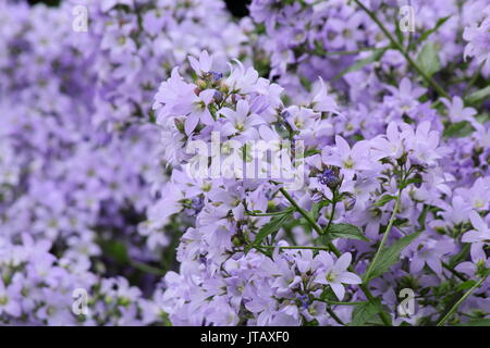 Campanula lactiflora 'Prichard's Variety' bellflower (voie lactée), foisonnent dans un jardin anglais à la frontière au milieu de l'été (juin), Banque D'Images