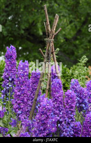 Delphinium Delphinium elatum () soutenu par des supports en bois naturel dans la strate herbacée de la frontière d'un jardin anglais au milieu de l'été Banque D'Images