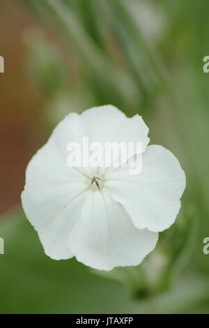 Lychnis coronaria 'Alba' la floraison en été (juin), jardin Banque D'Images