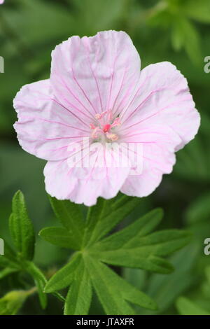 Striped géranium sanguin (Geranium sanguineum 'striatum'), la floraison dans un jardin anglais border au milieu de l'été (juin), Banque D'Images