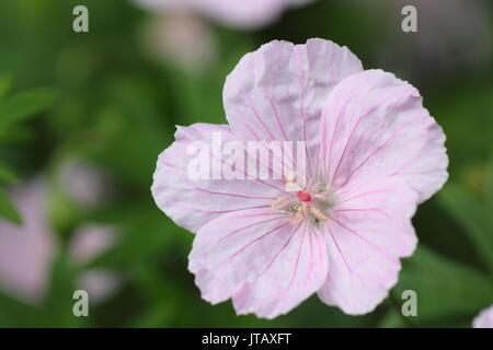 Striped géranium sanguin (Geranium sanguineum 'striatum'), la floraison dans un jardin anglais border au milieu de l'été (juin), Banque D'Images