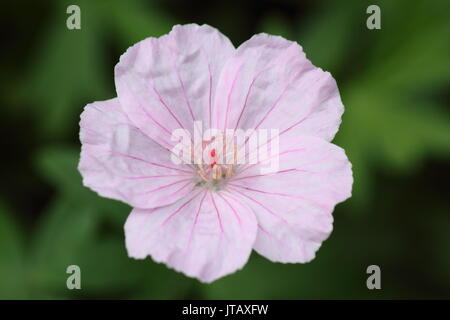 Striped géranium sanguin (Geranium sanguineum 'striatum'), la floraison dans un jardin anglais border au milieu de l'été (juin), Banque D'Images