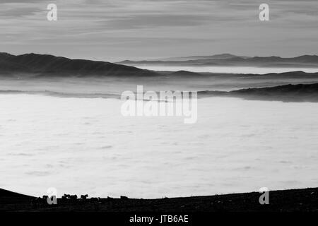 Certains chevaux pâturage au sommet d'une montagne sur une mer de brume, remplissant une vallée, avec quelques montagnes brumeuses et lointain sur l'arrière-plan Banque D'Images