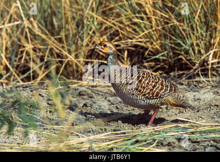 Francolin Francolin gris ou gris (Francolinus pondicerianus), de Keoladeo Ghana National Park, Bharatpur, Rajasthan, Inde, Banque D'Images