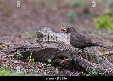 Turdus merula Blackbird collecte pour les jeunes femmes vers de farine au nid dans jardin Norfolk Banque D'Images