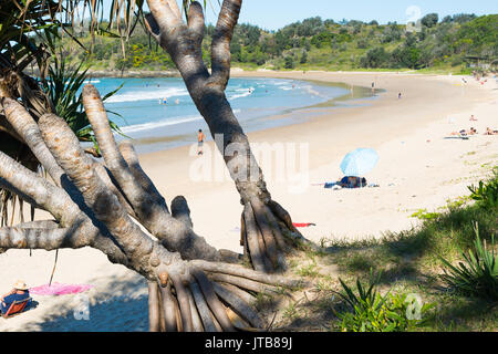 Pandanus tectorius vis, pin, Diggers beach, Coffs Harbour, Nouvelle-Galles du Sud, Australie. Banque D'Images