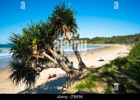 Pandanus tectorius vis, pin, Diggers beach, Coffs Harbour, Nouvelle-Galles du Sud, Australie. Banque D'Images