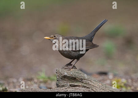 Blackbird Turdus merula femelle dans jardin Norfolk Banque D'Images