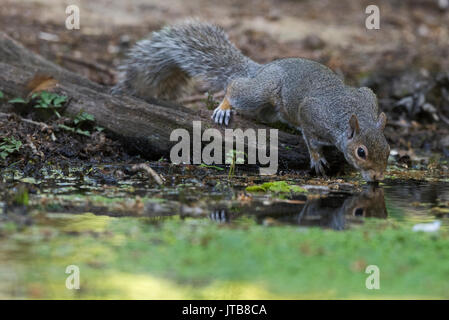 Gray (Gris) de l'Ecureuil Sciurus carolinensis boire à piscine en bois North Norfolk Banque D'Images