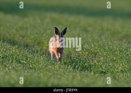 Lièvre brun Lepus europaeus sur terres arables champ de blé au début du printemps, North Norfolk Banque D'Images