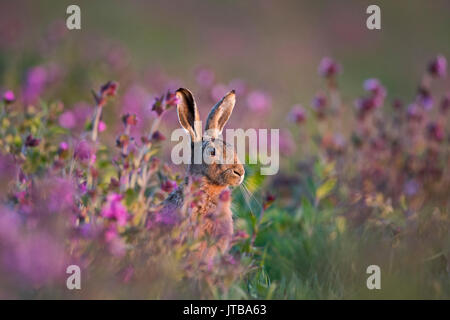 Lièvre brun Lepus europaeus entre Red Campion dans Prairie North Norfolk printemps Banque D'Images