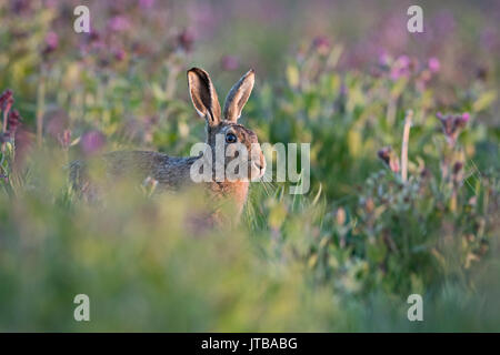 Lièvre brun Lepus europaeus entre Red Campion dans Prairie North Norfolk printemps Banque D'Images