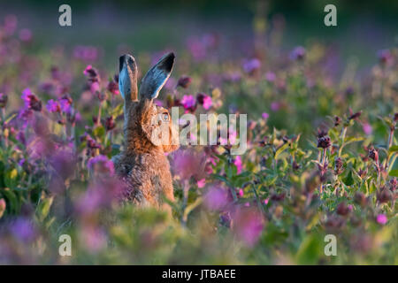 Lièvre brun Lepus europaeus entre Red Campion dans Prairie North Norfolk printemps Banque D'Images