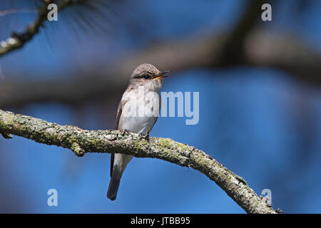 Spotted Flycatcher Muscicapa striata en chanson North Norfolk peut Banque D'Images