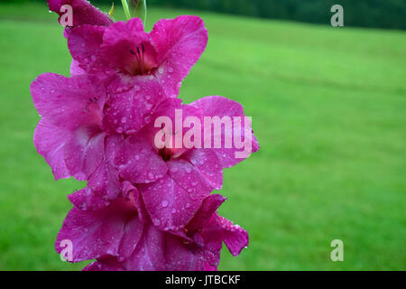 Gouttes de pluie sur glaïeul Rose Banque D'Images