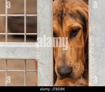 Un jeune chiot bloodhound - environ 16 semaines - à la recherche à travers les barreaux de sa cage Banque D'Images