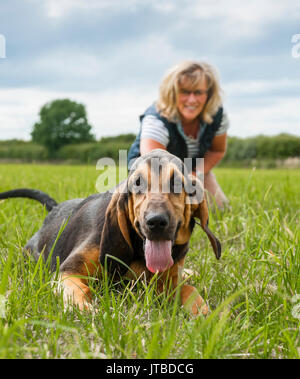 Le propriétaire d'un chien avec un jeune - semaine 16 - vieux chiot bloodhound en promenade sur l'un de ses premiers jours de formation, montrant l'geting chiot excité et tirant sur sa laisse Banque D'Images