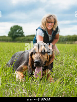 Le propriétaire d'un chien avec un jeune - semaine 16 - vieux chiot bloodhound en promenade sur l'un de ses premiers jours de formation, montrant le chiot à s'énerver et tirant sur sa laisse Banque D'Images