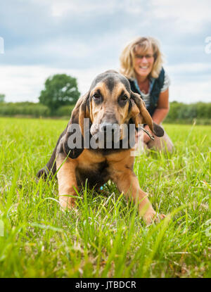 Le propriétaire d'un chien avec un jeune - semaine 16 - vieux chiot bloodhound en promenade sur l'un de ses premiers jours de formation, montrant le chiot à s'énerver et tirant sur sa laisse Banque D'Images
