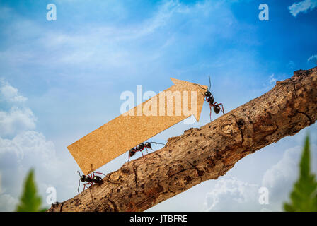 Les fourmis transportent l'augmentation de flèche pour business graph, d'affaires et d'équipe concept Banque D'Images