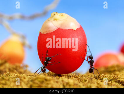 Fourmis transportant de la nourriture ensemble, le travail d'équipe concept Banque D'Images