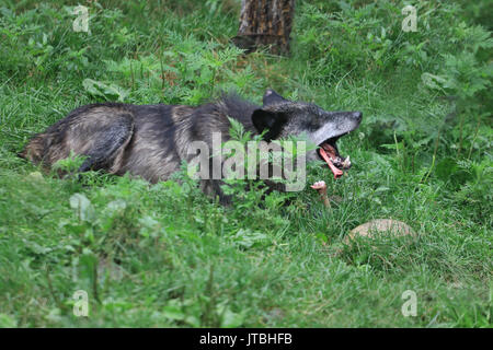 Un loup gris, Canis lupus, manger Banque D'Images