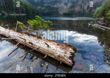 Parc national de Sumava République tchèque Europe Lac Noir montagnes tchèques tombé tronc d'arbre dans le lac Banque D'Images