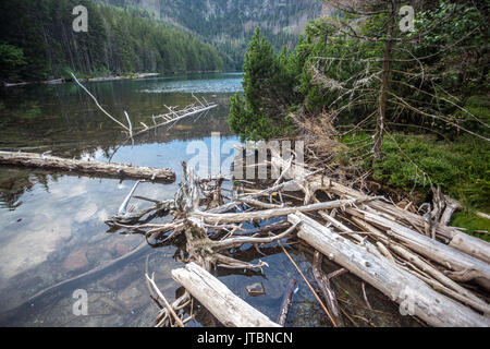 Lac glaciaire de cerne noir, dans les montagnes de Sumava jezero, Parc National, République Tchèque Banque D'Images