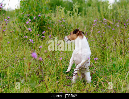 Chien jouant dans l'herbe verte et de fleurs haut standing on hind legs Banque D'Images