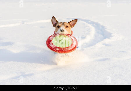 L'exécution de chien jouant fetch jeu avec disque volant sur fond de neige Banque D'Images