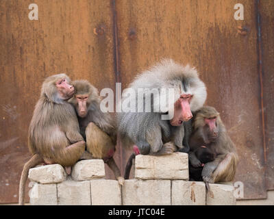 De la famille des babouins hamadryas avec alpha male assis au milieu Banque D'Images