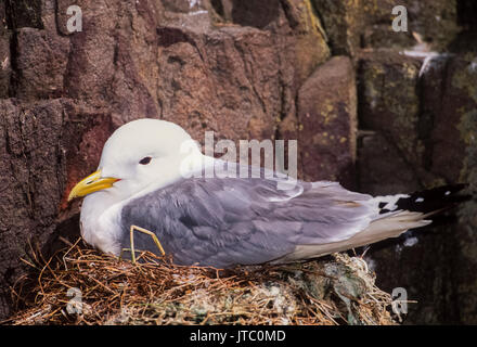 Ou Kittiwake mouette tridactyle (Rissa tridactyla), Iles Farne, Northumberland, Royaume-Uni, Iles britanniques Banque D'Images