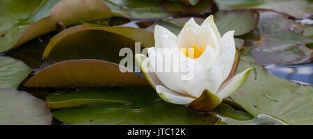 Water Lily, (Nymphaea), Banque D'Images