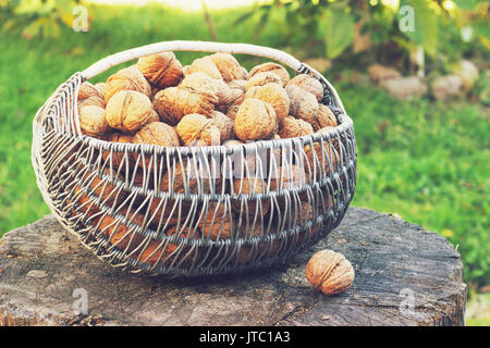 Panier de noix sur une souche au soleil tonifiant Banque D'Images