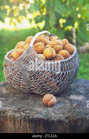 Panier de noix sur une souche au soleil tonifiant Banque D'Images