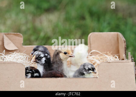 Mail commander baby poussins mixtes dans une boîte. L'extrême profondeur de champ à l'accent sur le peu sélectif lacée Wynadotte Argent et Bleu de Cochin en f Banque D'Images