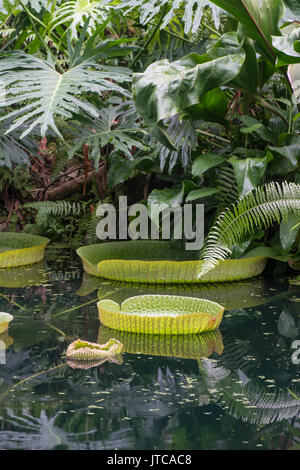 Santa Cruz Water Lily : Victoria cruziana. Eden Project, UK Banque D'Images