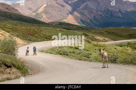 Les cyclistes font face à une impasse avec un caribou à l'approche de l'autoroute, le Denali Park Road dans le parc national Denali en Alaska. Banque D'Images