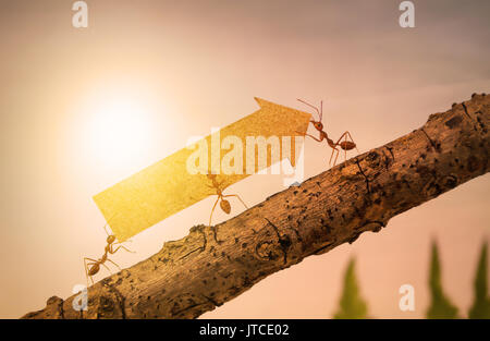 Les fourmis transportent l'augmentation de flèche pour business graph, d'affaires et d'équipe concept Banque D'Images