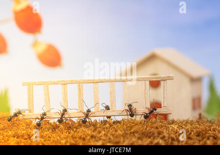 Les fourmis construisent une maison avec échelle, le travail d'équipe concept Banque D'Images