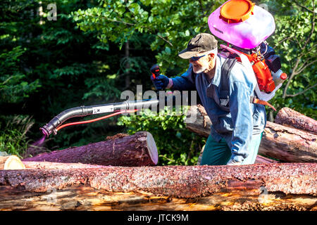 Homme utilisant un spray chimique sur l'écorce d'arbres contre le coléoptère européen de l'épinette, Sumava Mountains, République tchèque Banque D'Images