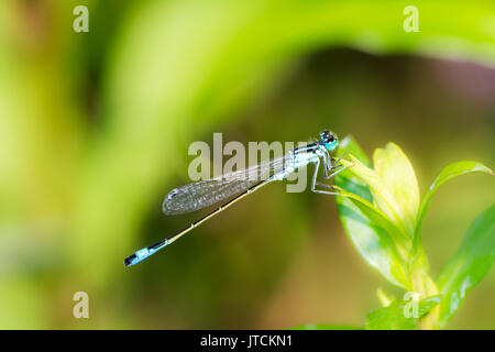 Macro d'une bluetail libellule sur une feuille verte Banque D'Images