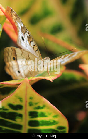 Le Jardin des Papillons Banque D'Images
