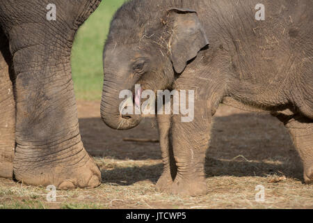 3 mois bébé femelle éléphant asiatique protégé sous sa mère Banque D'Images